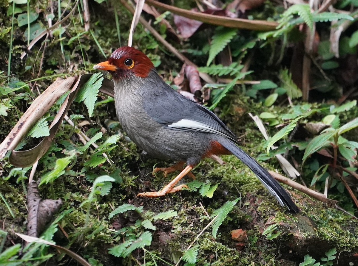 Chestnut-hooded Laughingthrush - ML623773967