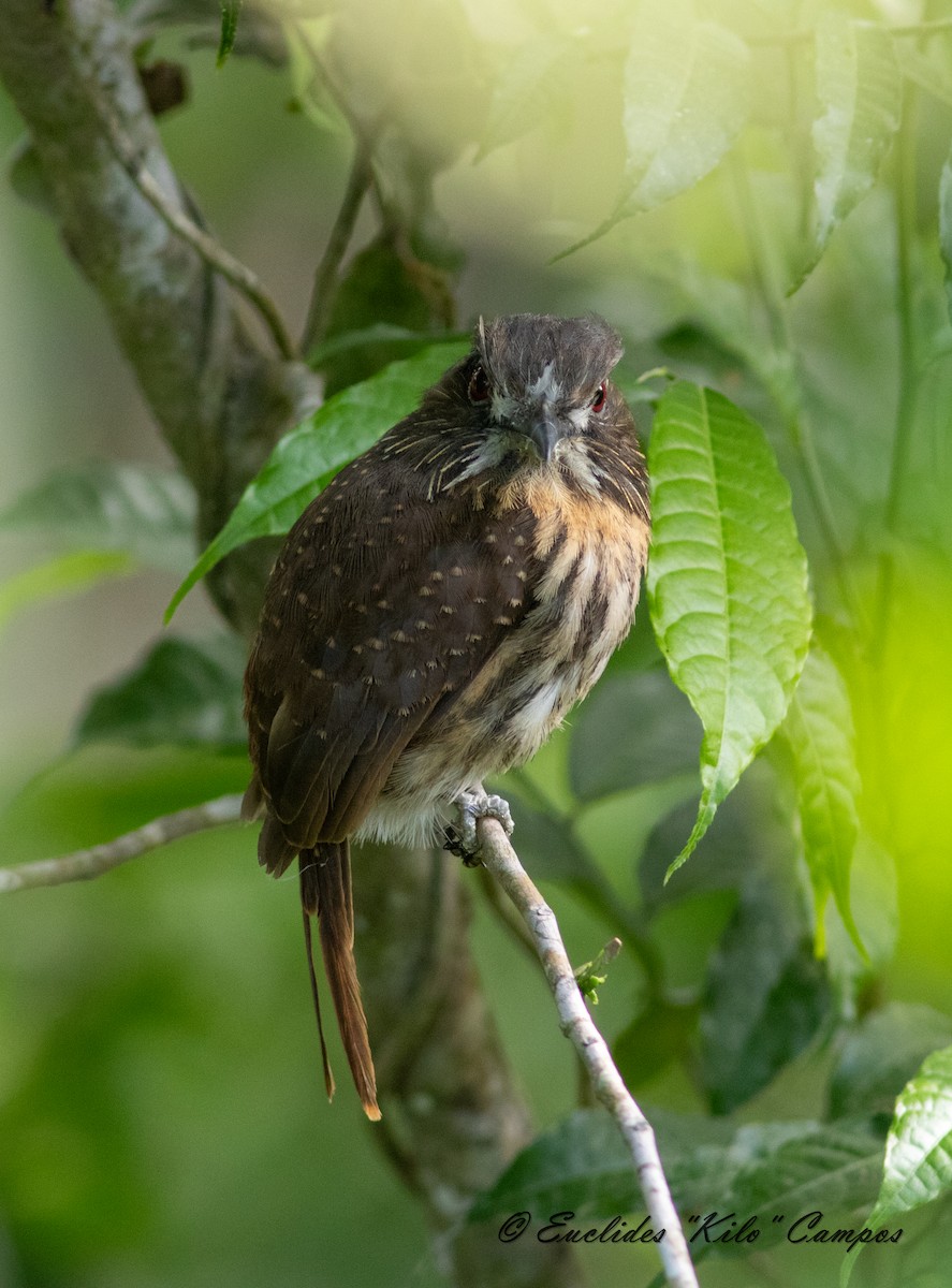 White-whiskered Puffbird - ML623773975