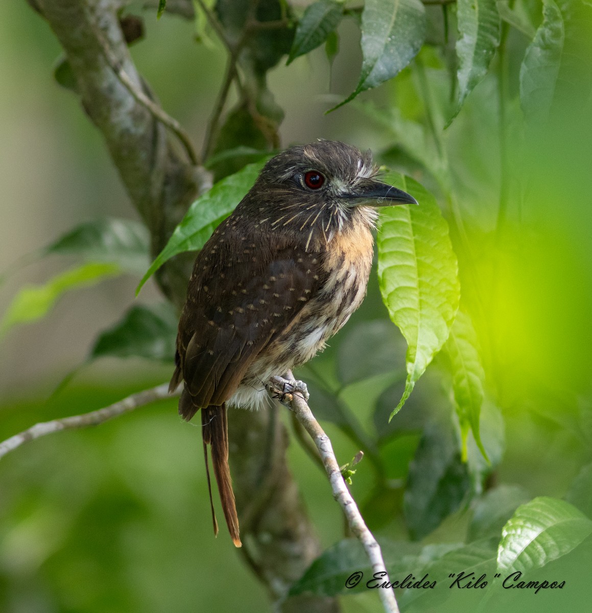 White-whiskered Puffbird - ML623773976