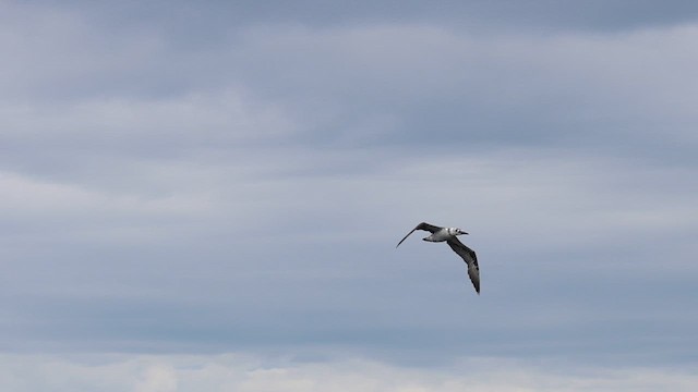 Northern Gannet - ML623773982