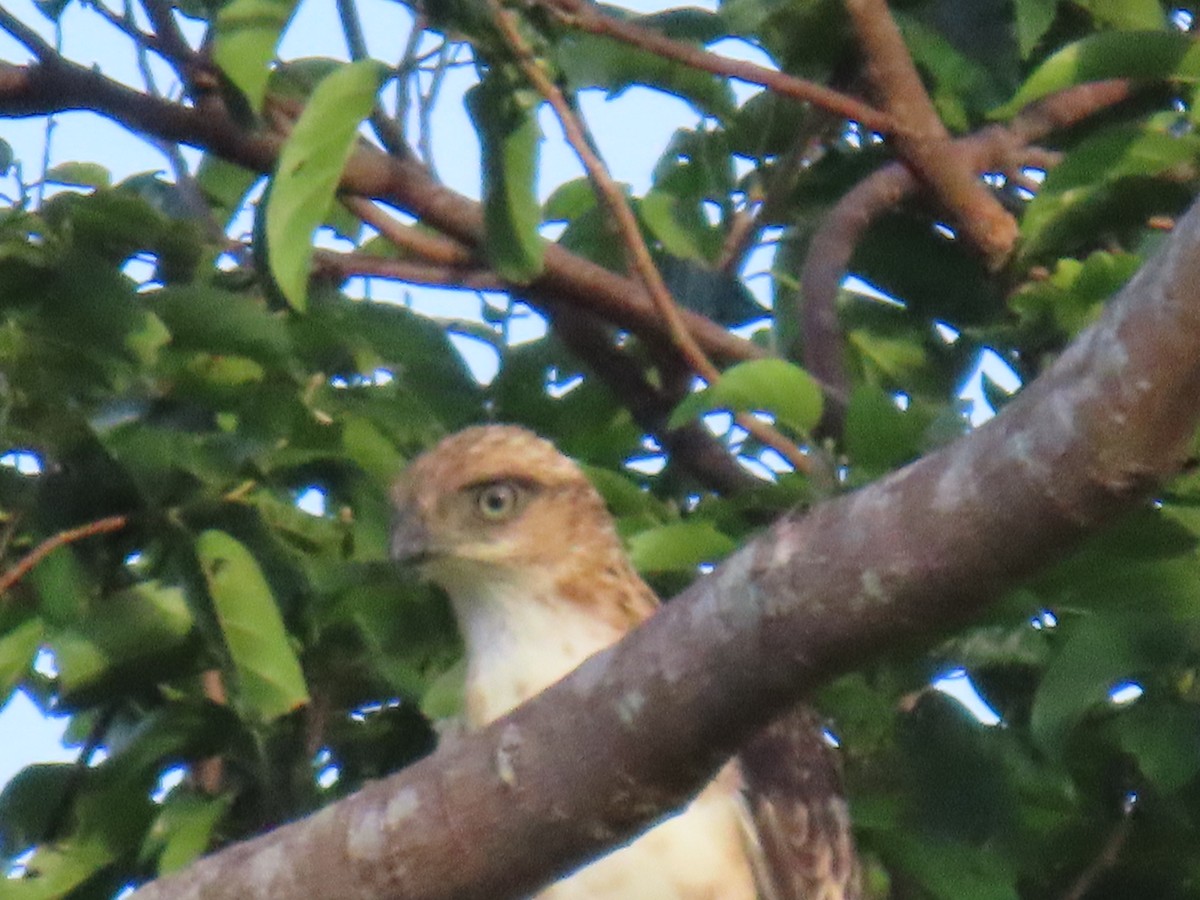 Philippine Hawk-Eagle - ML623773983