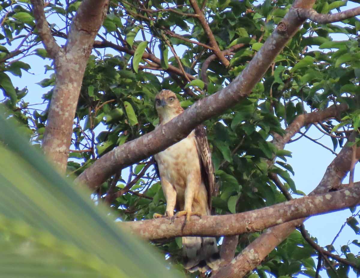 Philippine Hawk-Eagle - ML623773985