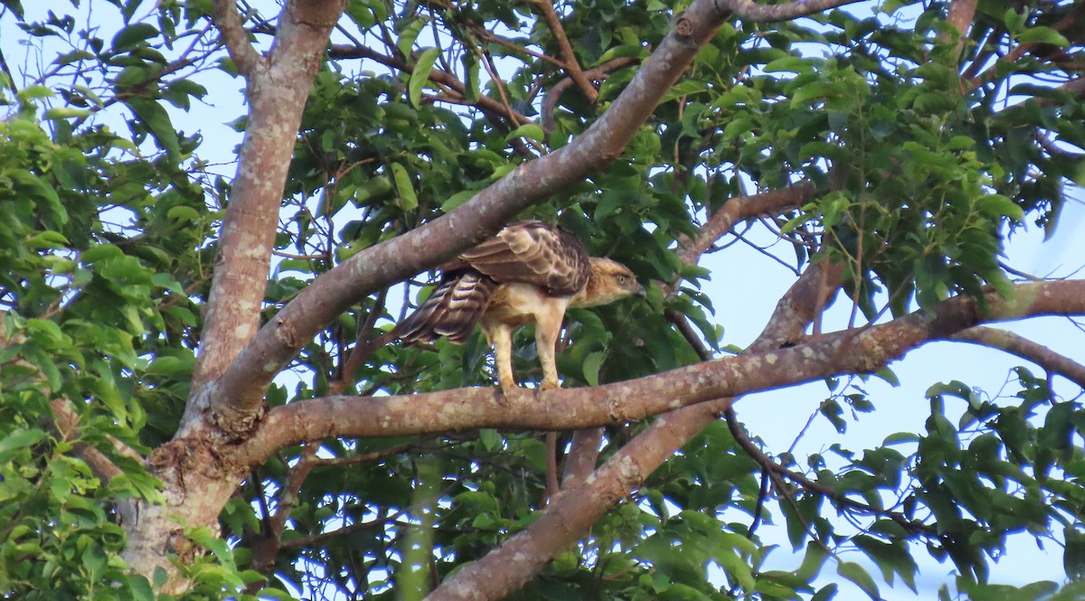 Philippine Hawk-Eagle - ML623773986