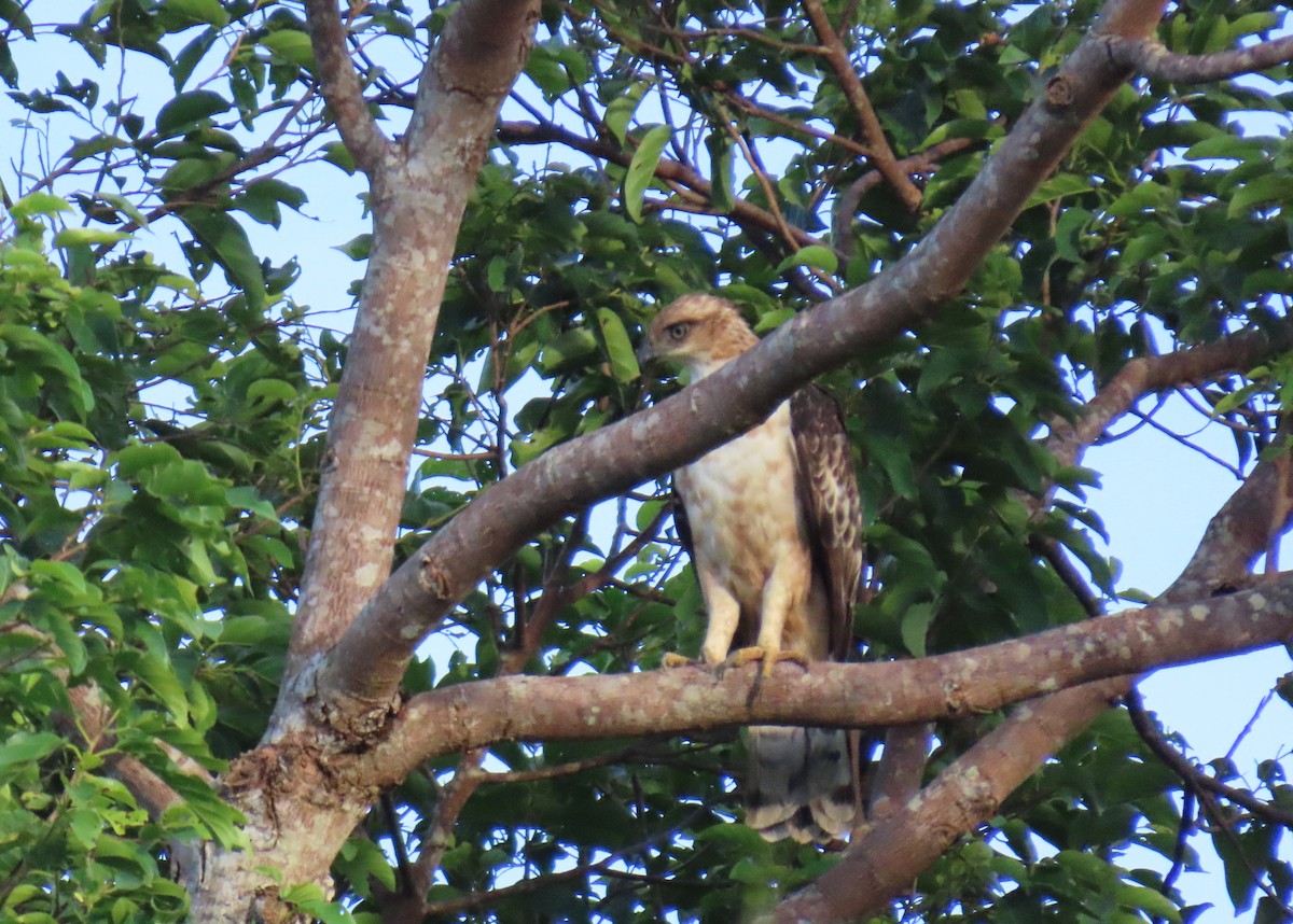 Philippine Hawk-Eagle - ML623773987