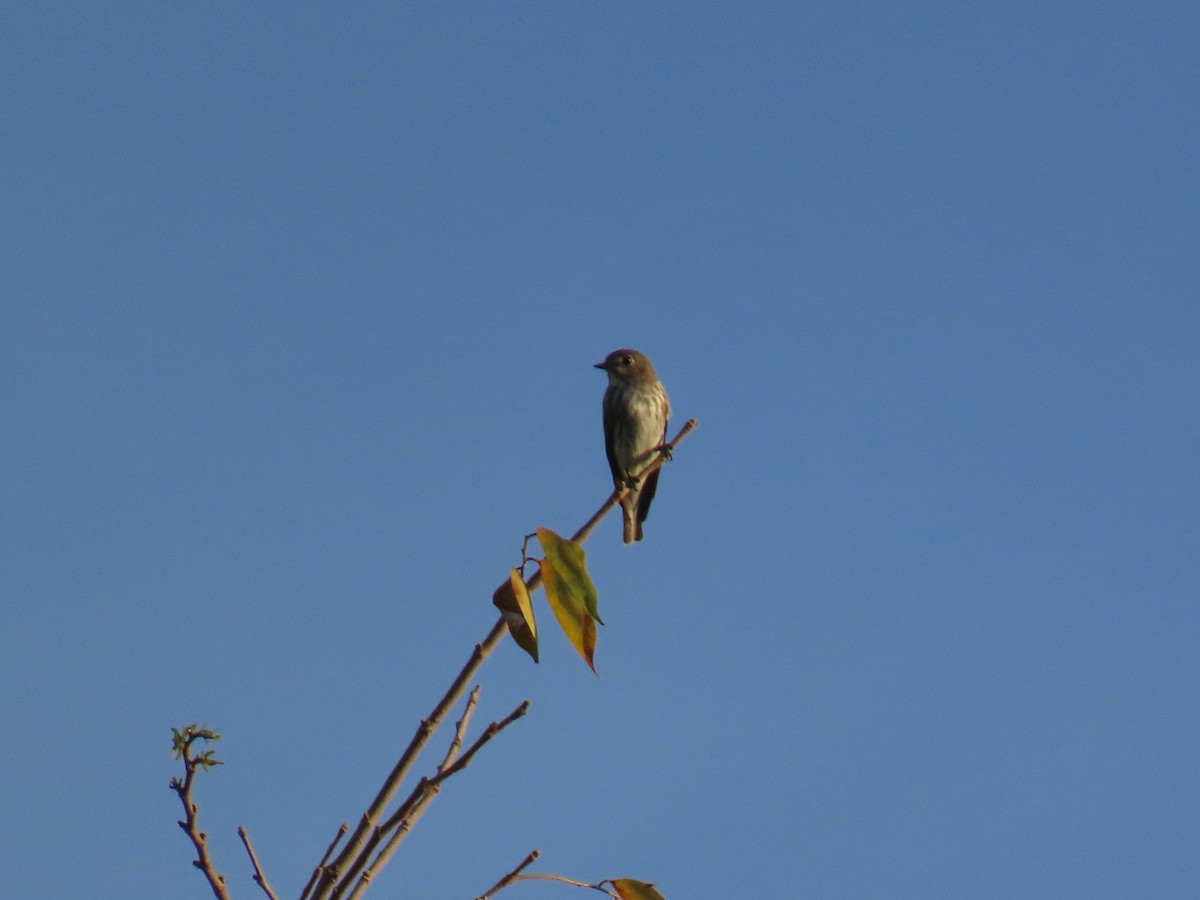 Gray-streaked Flycatcher - ML623773995