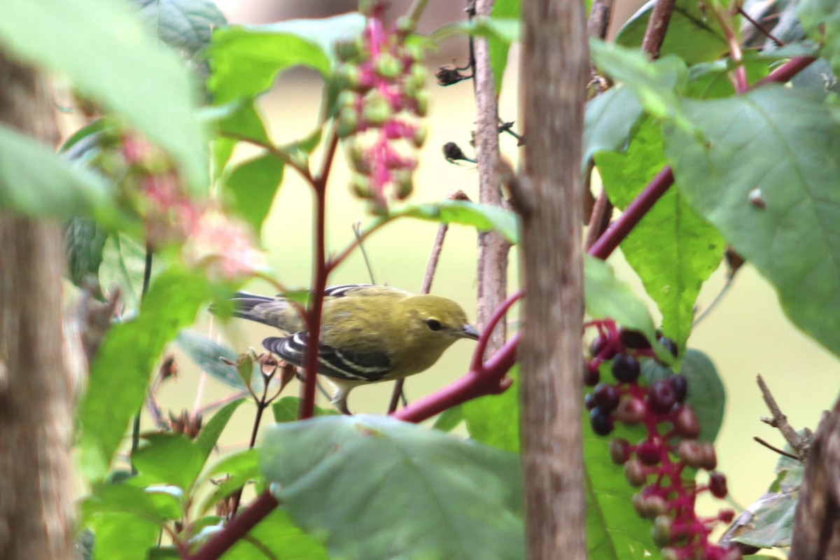 Bay-breasted Warbler - rachel purdy