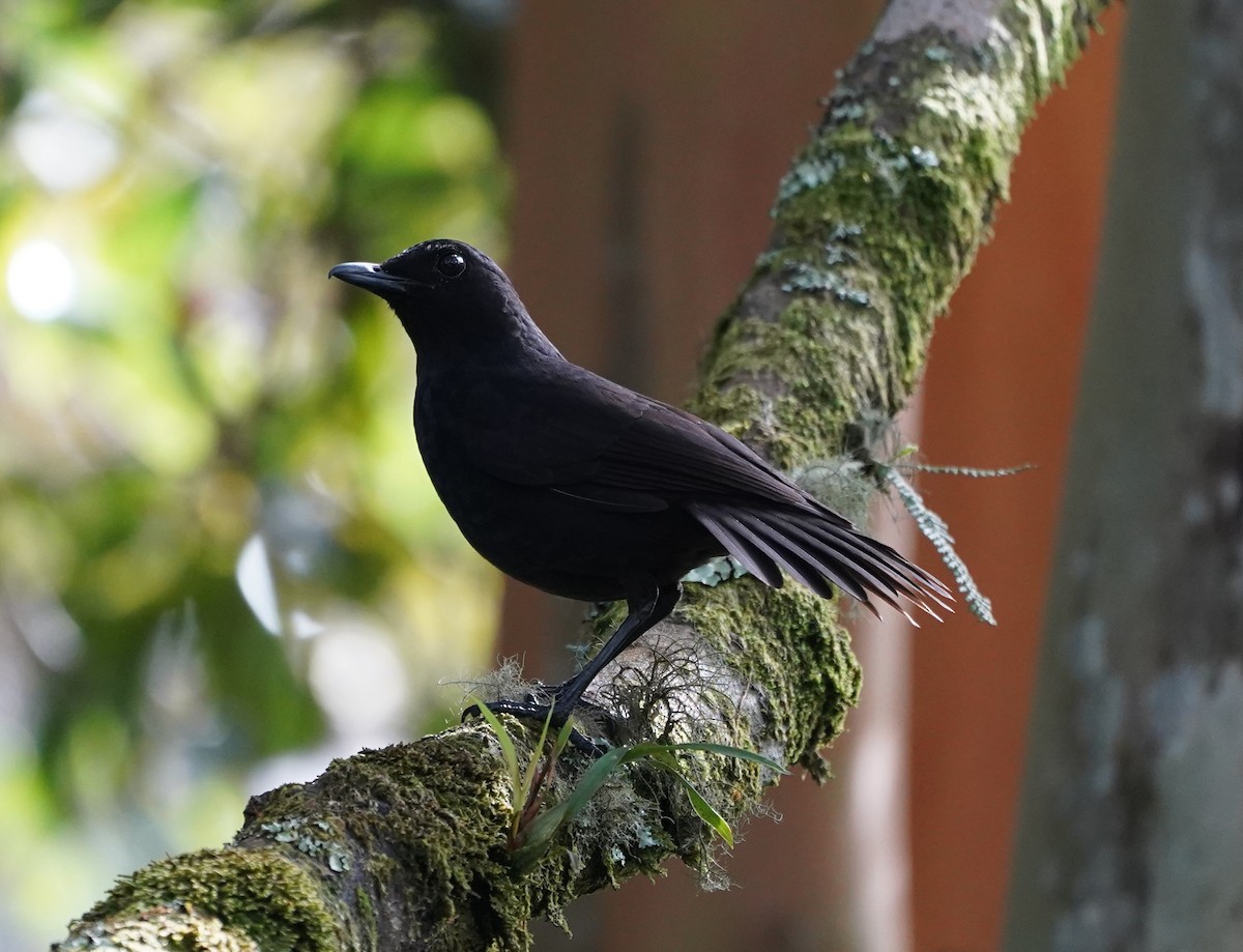 Bornean Whistling-Thrush - ML623774002