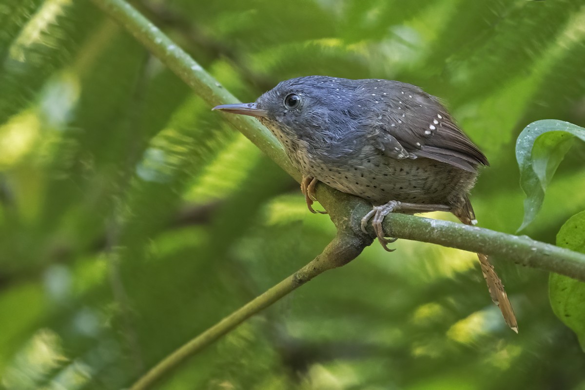 Spotted Bamboowren - ML623774015