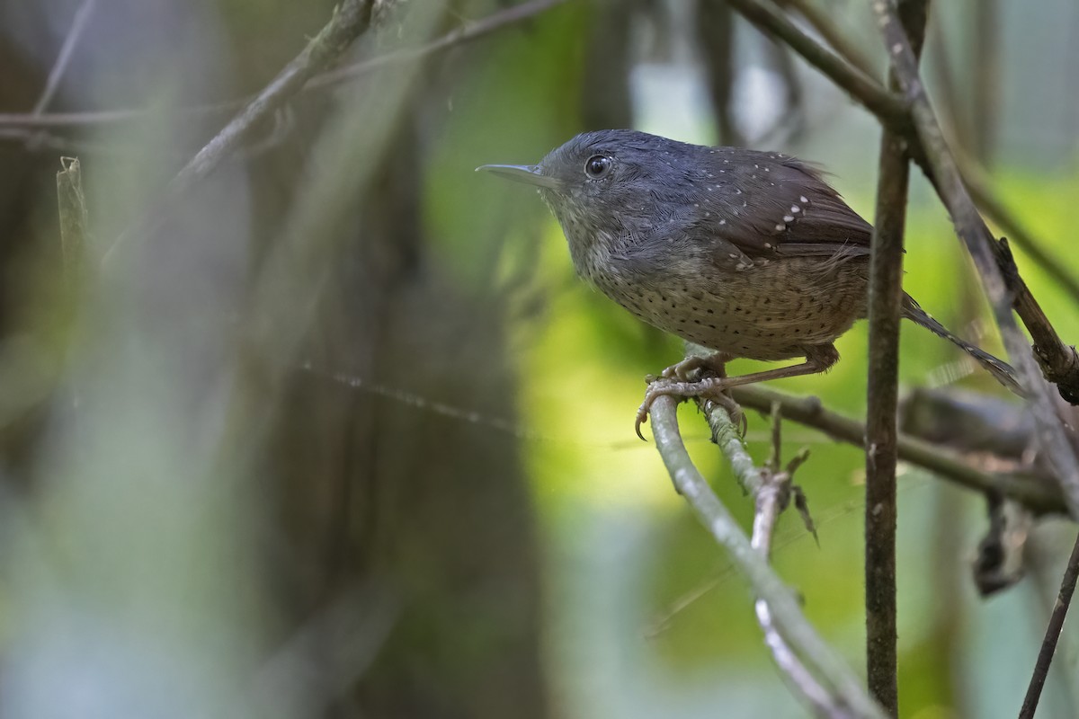 Spotted Bamboowren - ML623774016