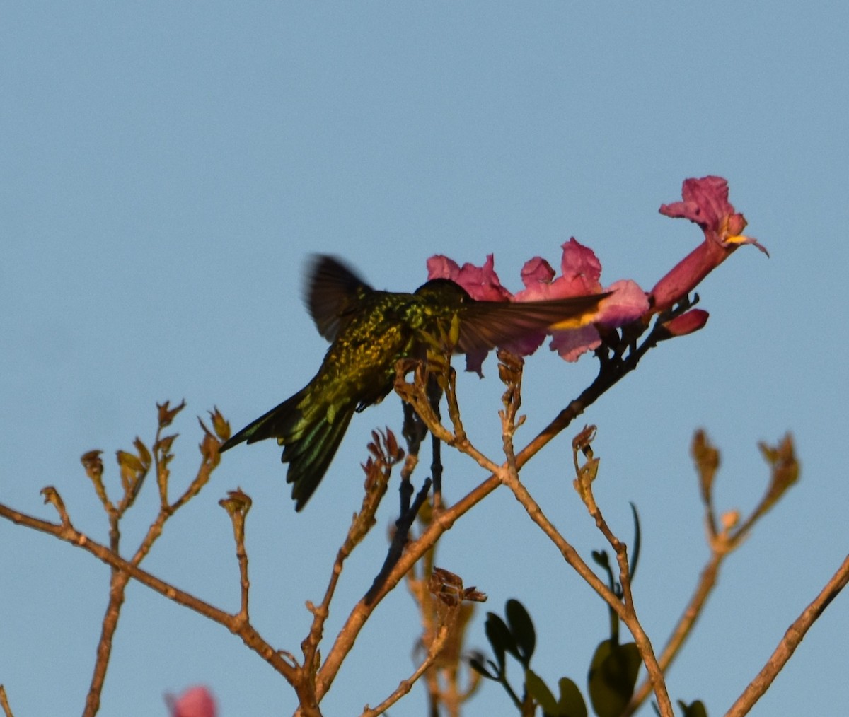 Colibrí de Barbijo - ML623774025