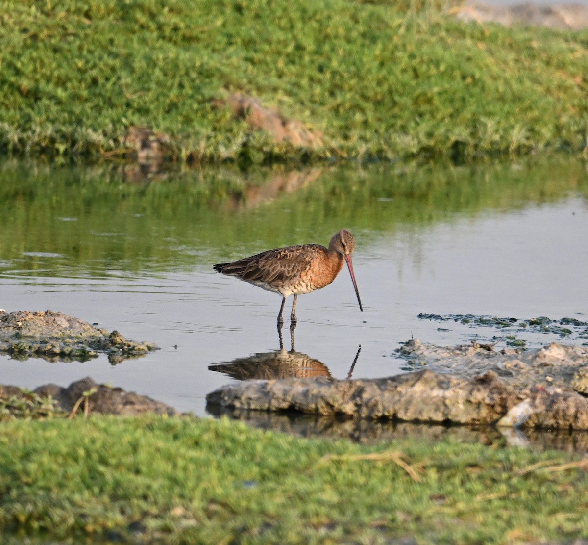 Грицик великий (підвид limosa) - ML623774052