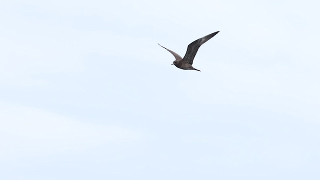 Long-tailed Jaeger - ML623774076