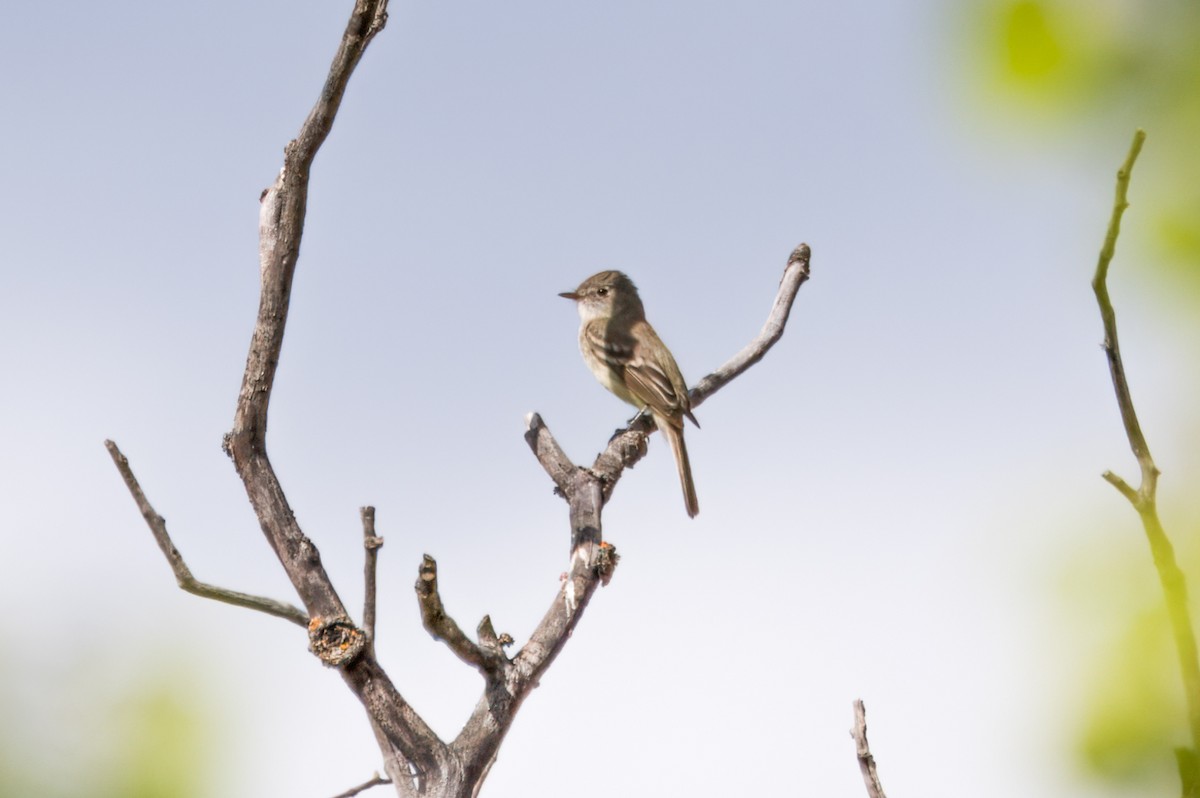 Dusky Flycatcher - ML623774077