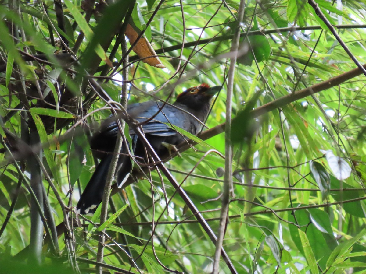 Red-crested Malkoha - ML623774118