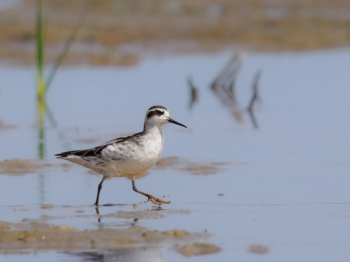 Red-necked Phalarope - ML623774120