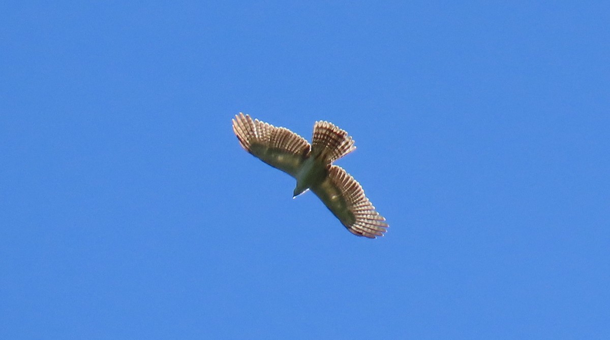 Rufous-bellied Eagle - ML623774143