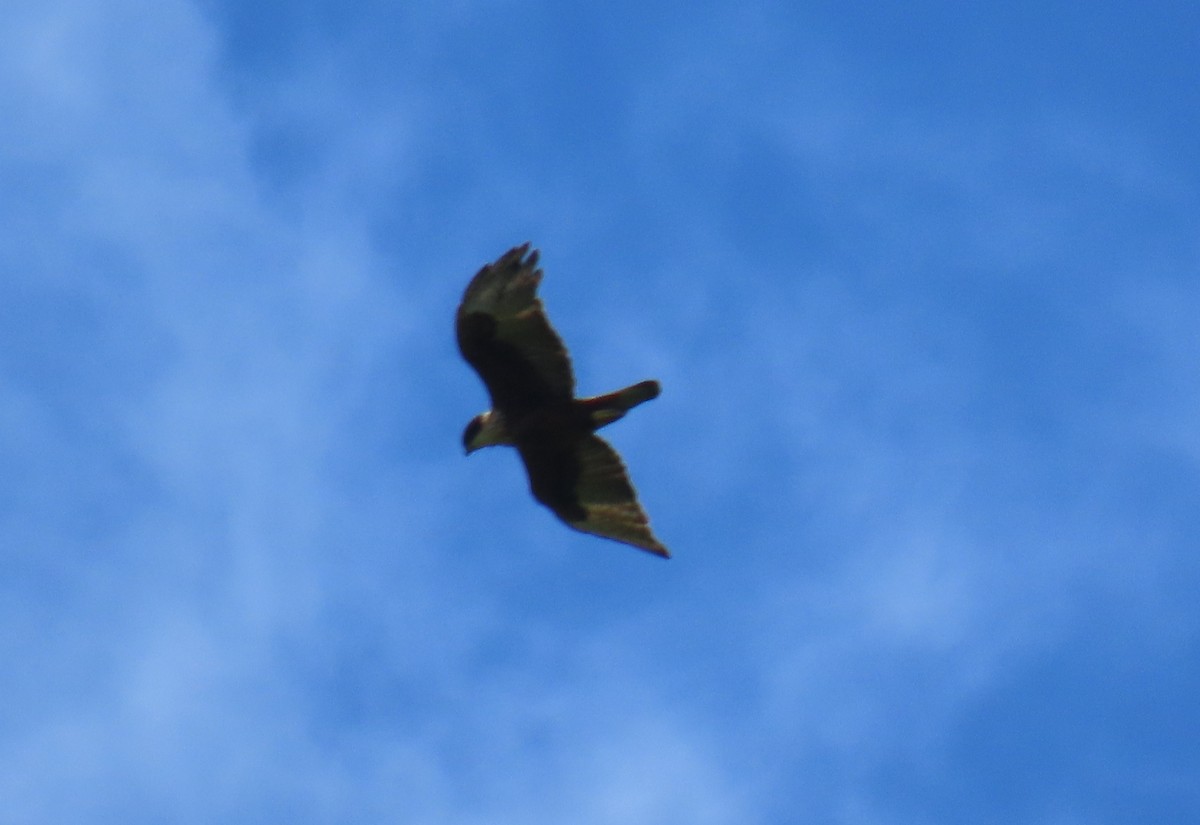 Rufous-bellied Eagle - ML623774145