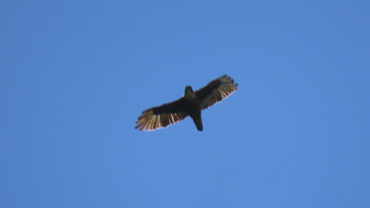 Rufous-bellied Eagle - ML623774146