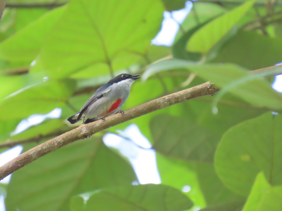 Red-keeled Flowerpecker - ML623774179