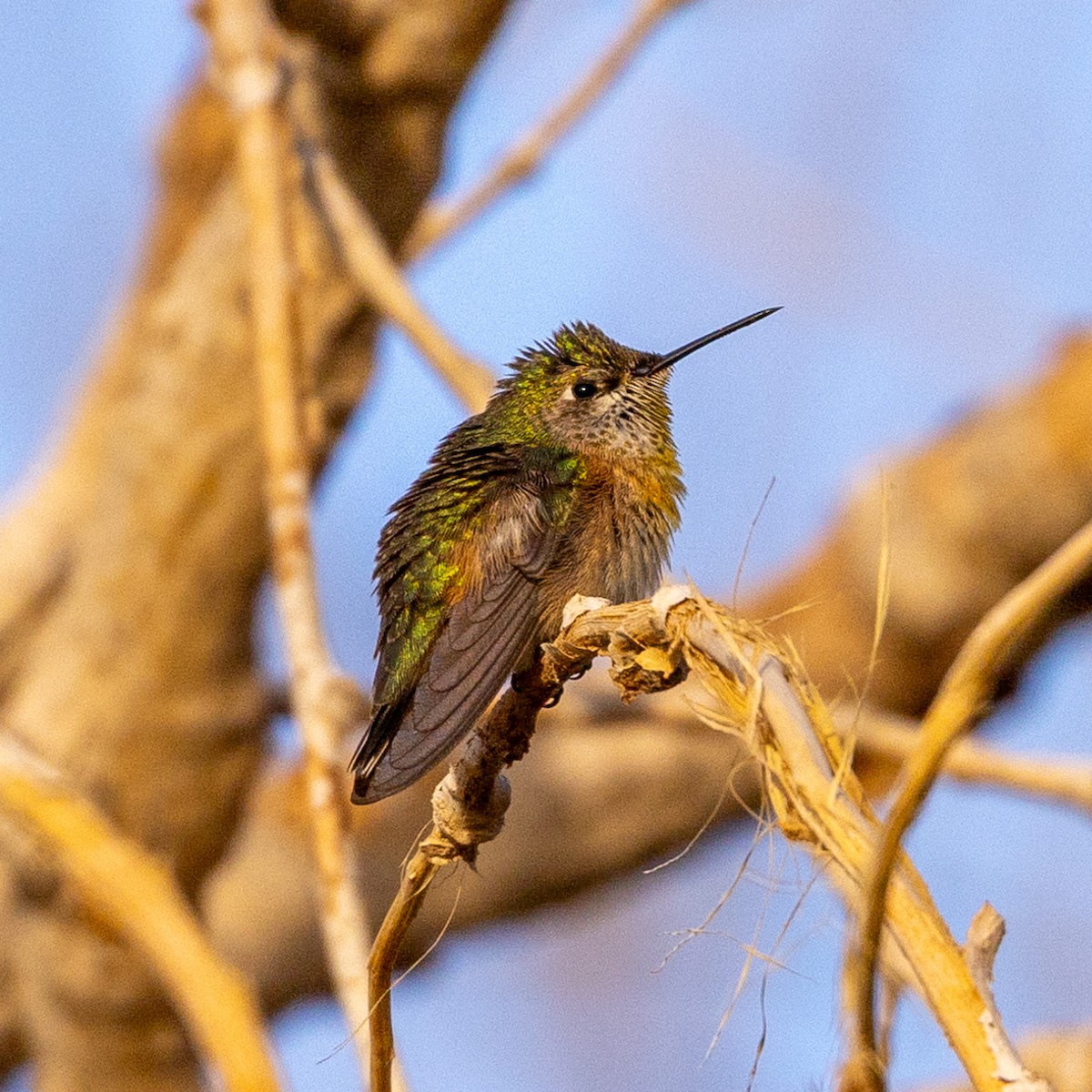 Calliope Hummingbird - ML623774190