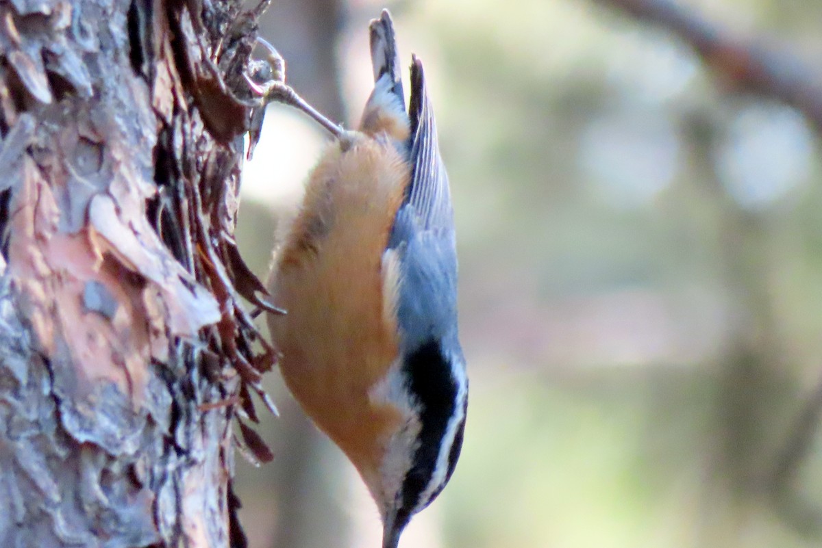 Red-breasted Nuthatch - ML623774206