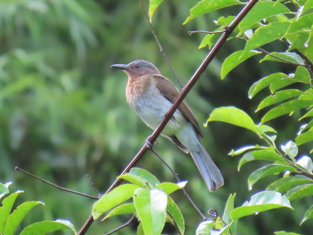 Philippine Bulbul - ML623774222