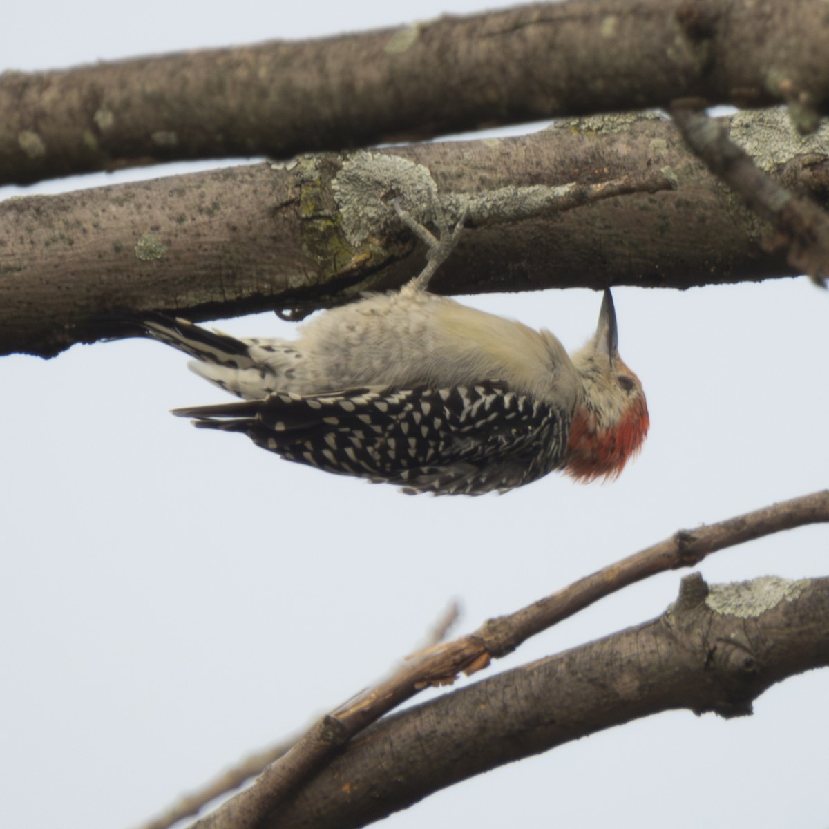 Red-bellied Woodpecker - ML623774263