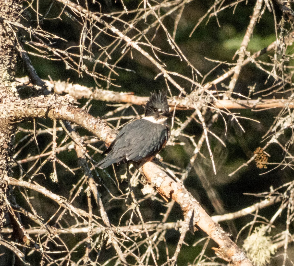 Belted Kingfisher - ML623774267