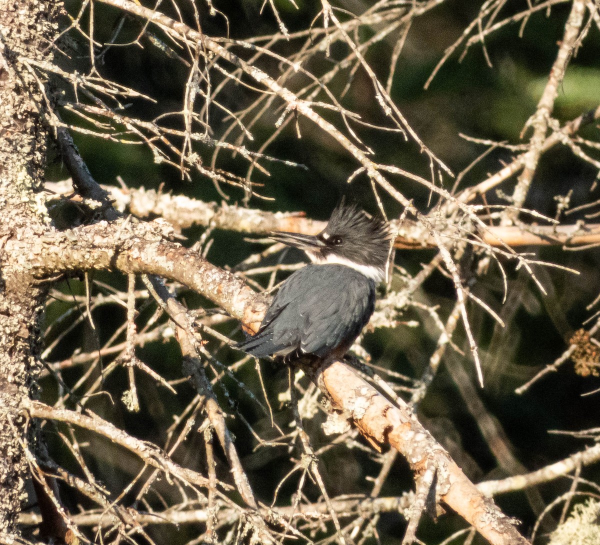 Belted Kingfisher - ML623774268