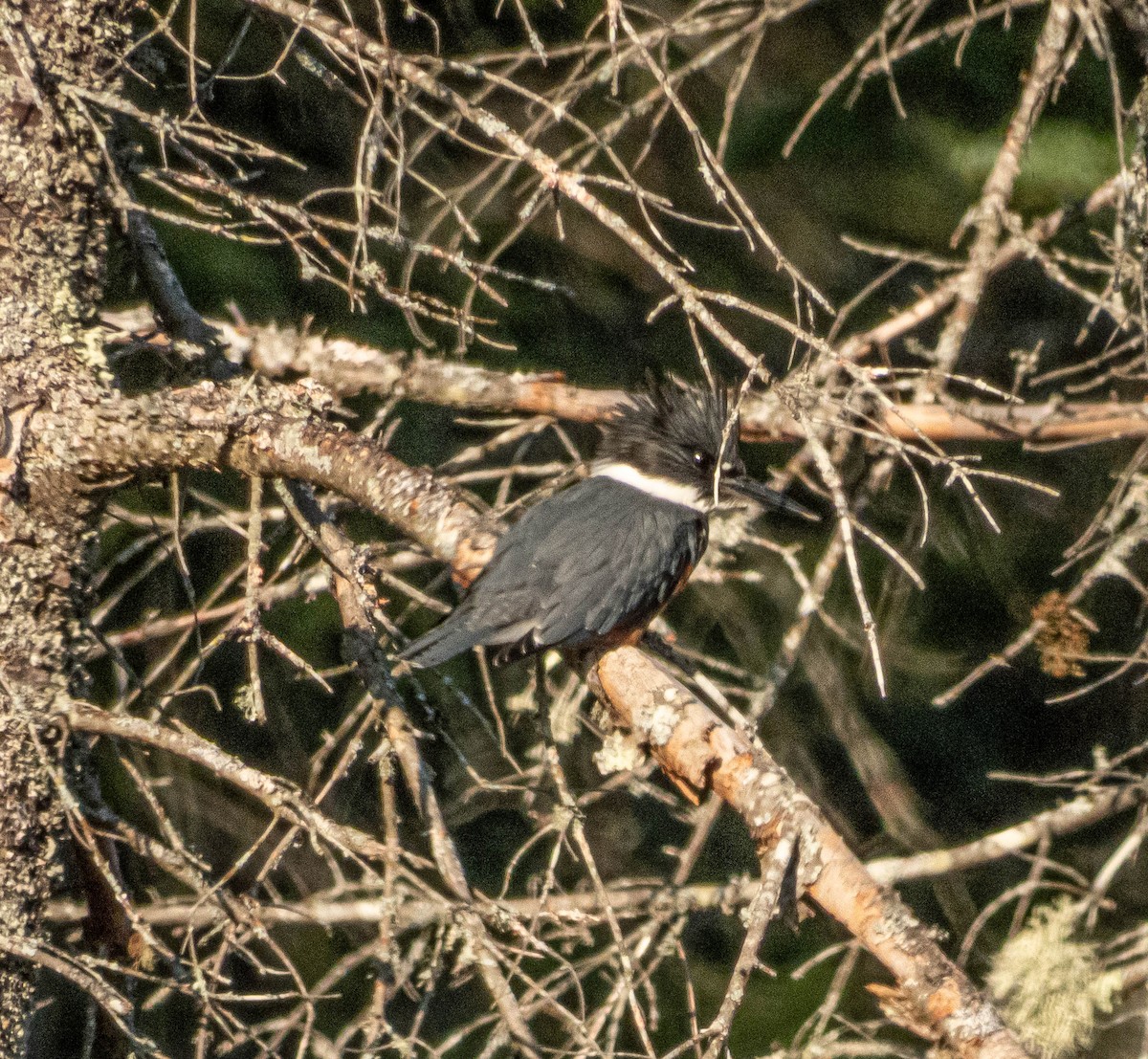 Belted Kingfisher - ML623774269