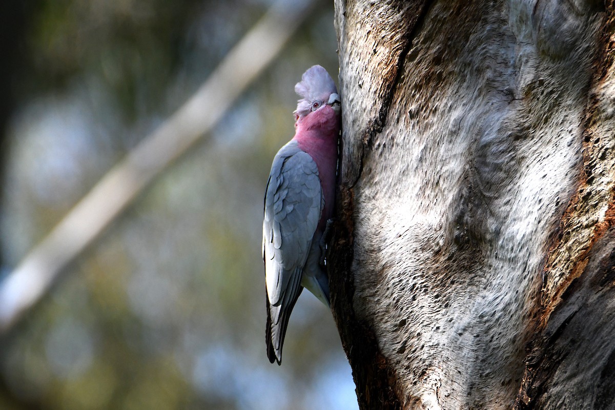 Galah - ML623774272