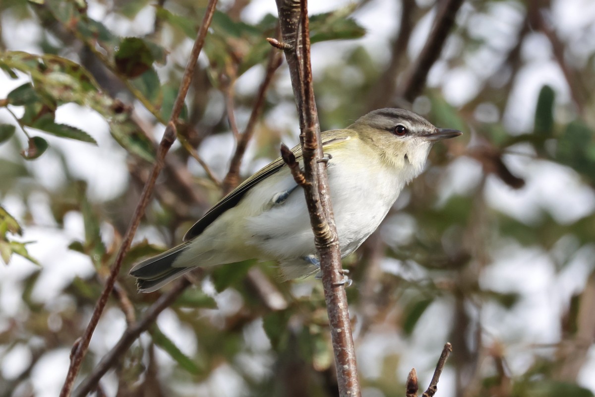 Vireo Ojirrojo - ML623774280