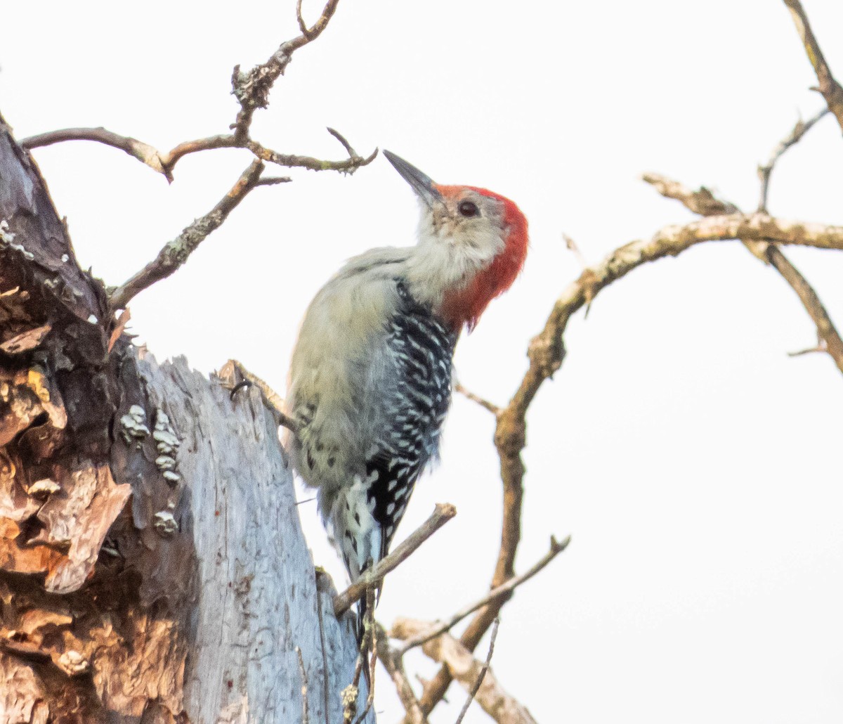 Red-bellied Woodpecker - ML623774284