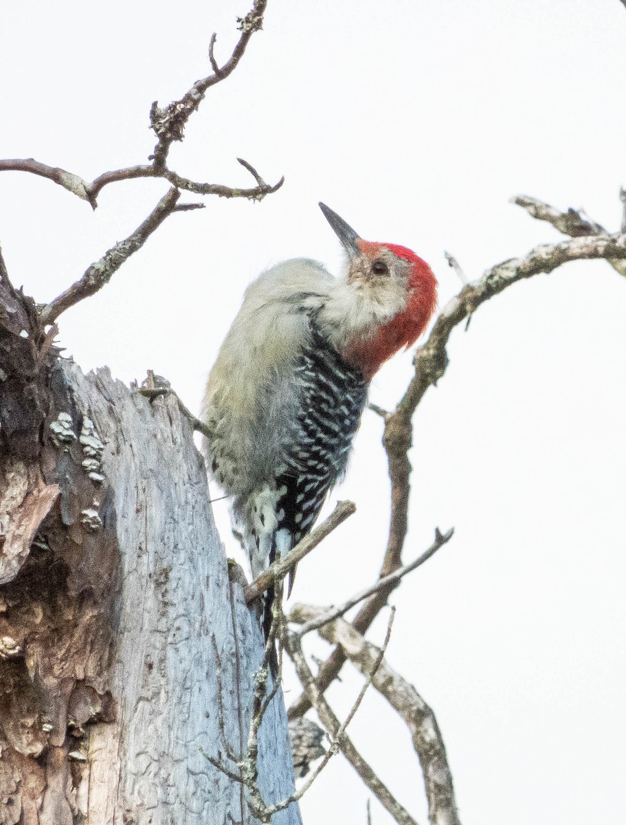 Red-bellied Woodpecker - ML623774285