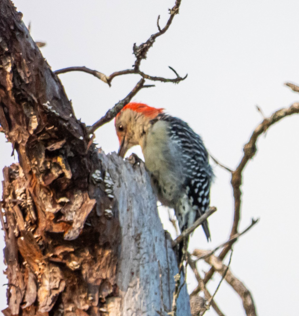 Red-bellied Woodpecker - ML623774286