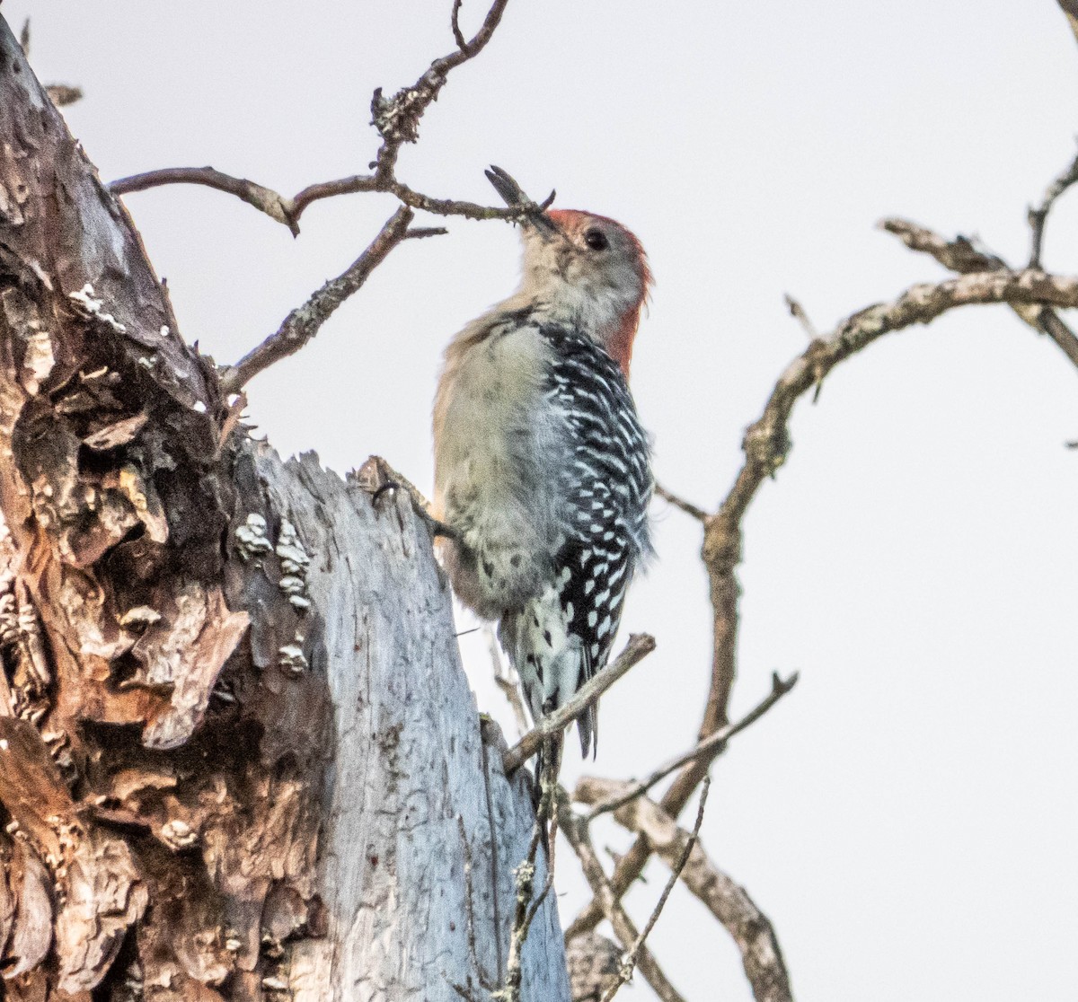 Red-bellied Woodpecker - ML623774287