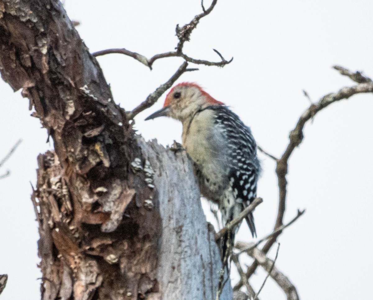 Red-bellied Woodpecker - ML623774288