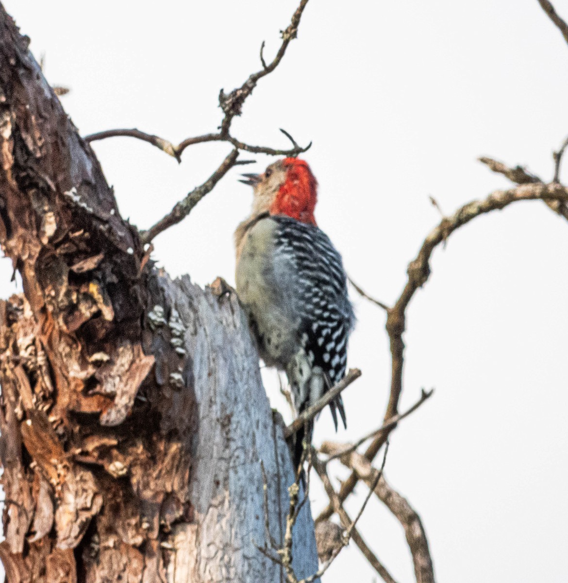 Red-bellied Woodpecker - ML623774289