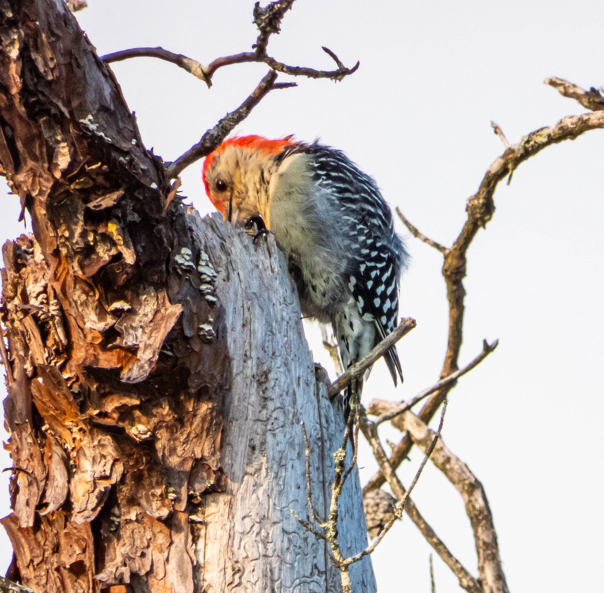 Red-bellied Woodpecker - ML623774290