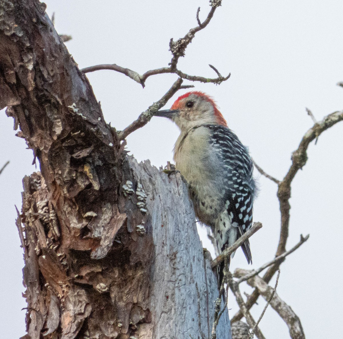 Red-bellied Woodpecker - ML623774291