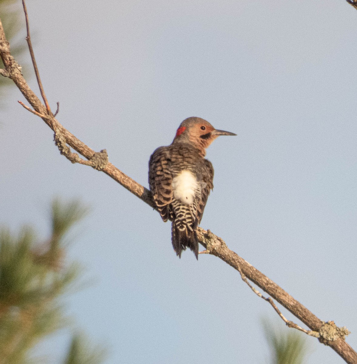 Northern Flicker - ML623774302