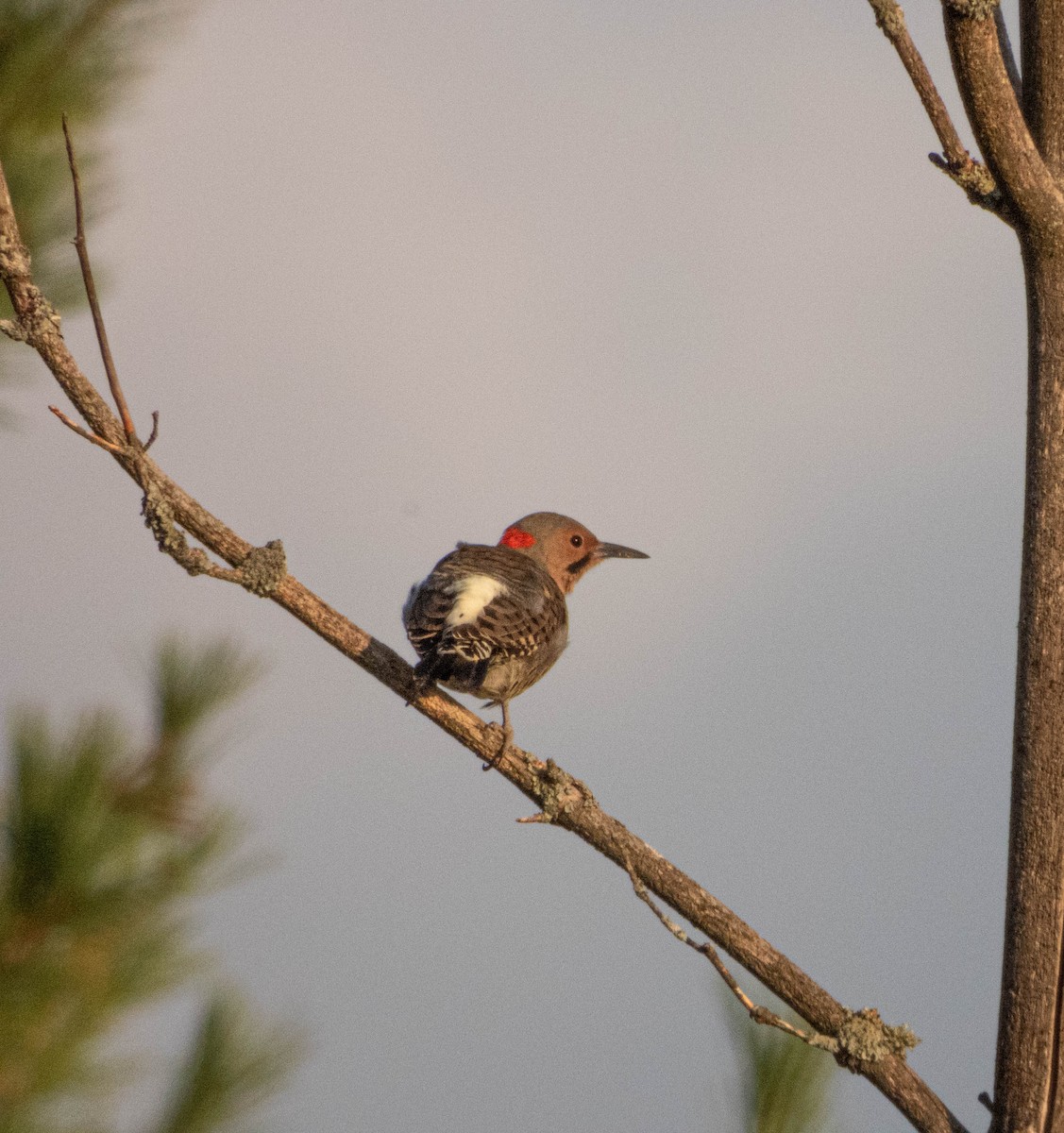 Northern Flicker - ML623774303