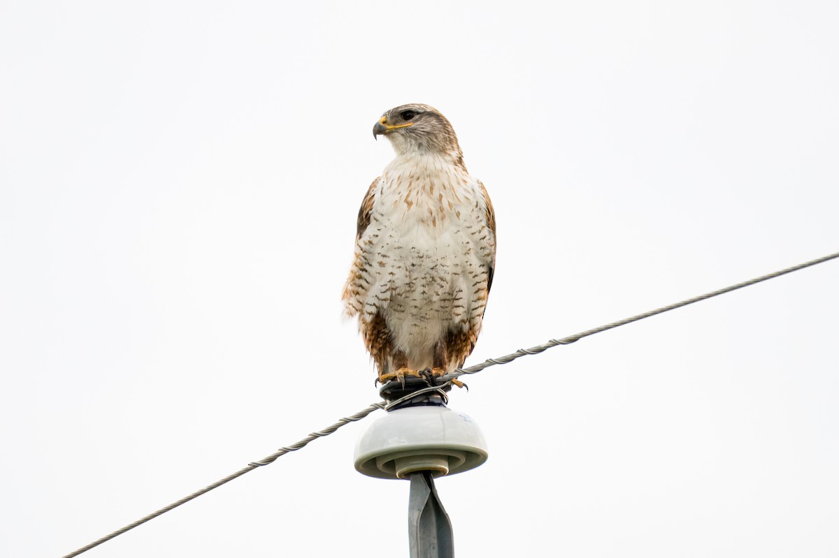 Ferruginous Hawk - ML623774304