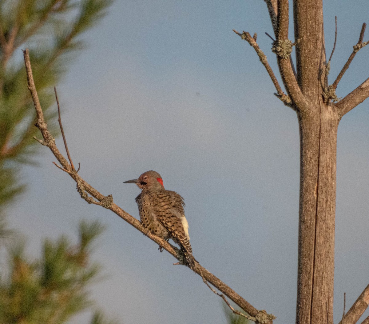 Northern Flicker - ML623774305