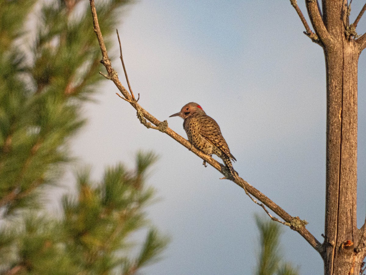 Northern Flicker - ML623774306