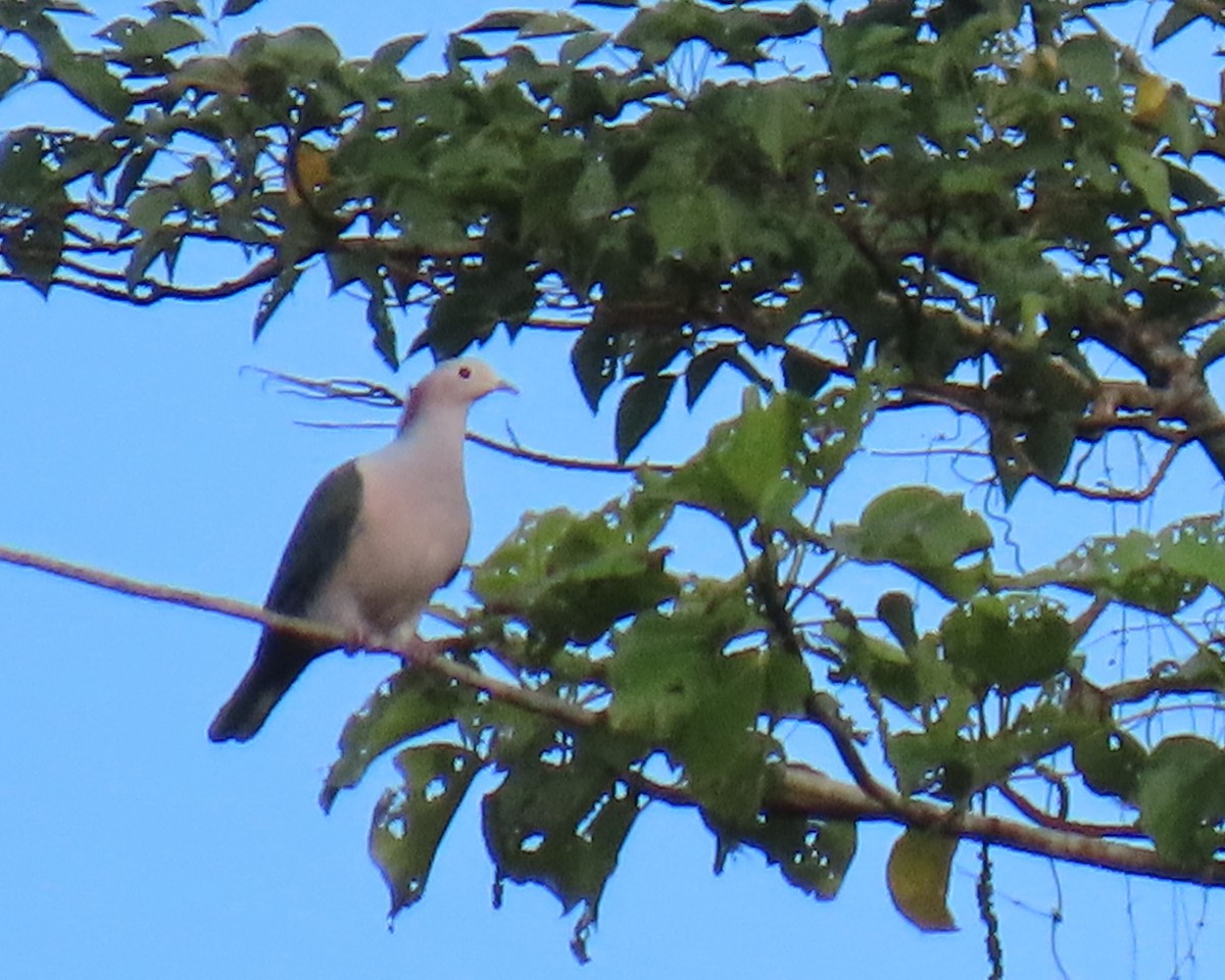 Green Imperial-Pigeon (Maroon-naped) - ML623774308