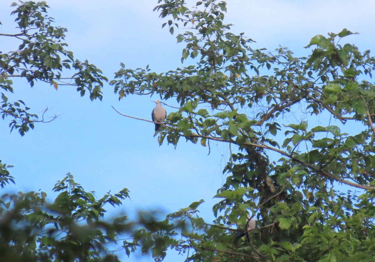 Green Imperial-Pigeon (Maroon-naped) - ML623774309