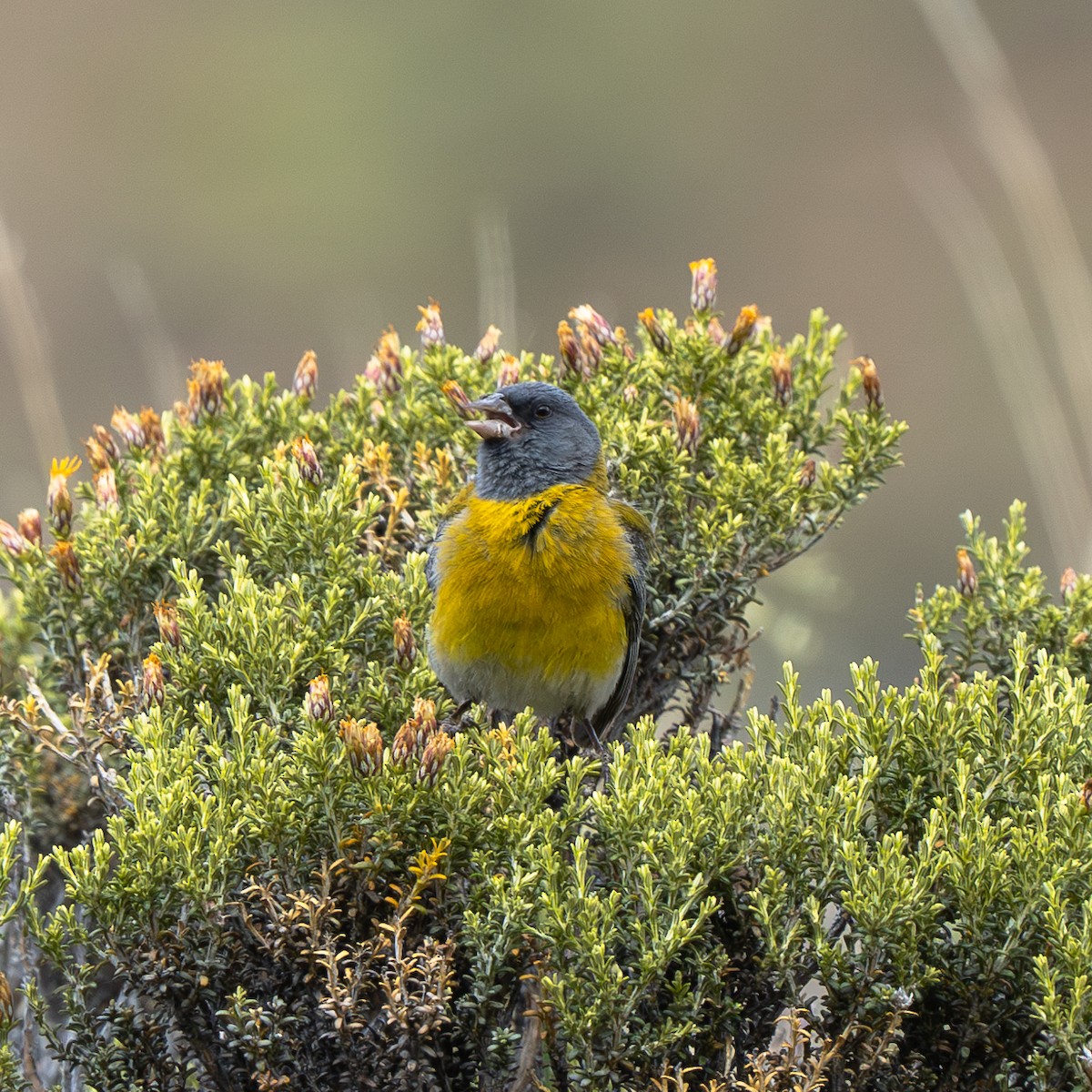 Gray-hooded Sierra Finch - ML623774310