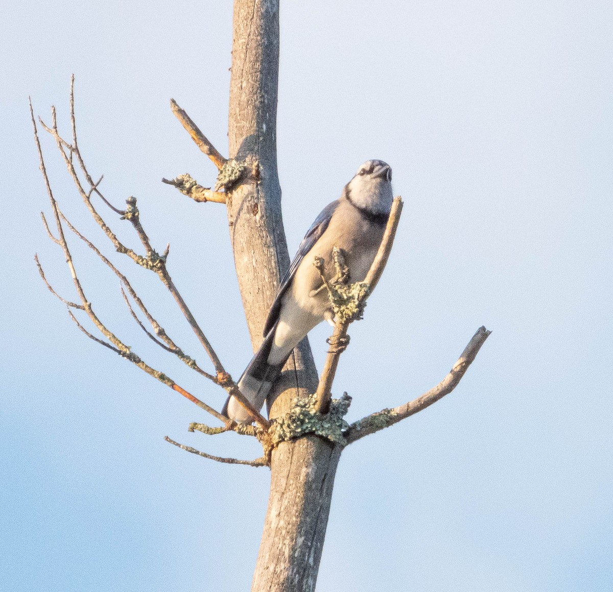 Blue Jay - ML623774312