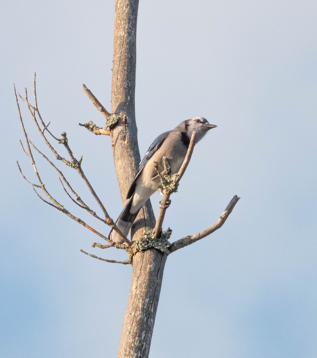 Blue Jay - ML623774313